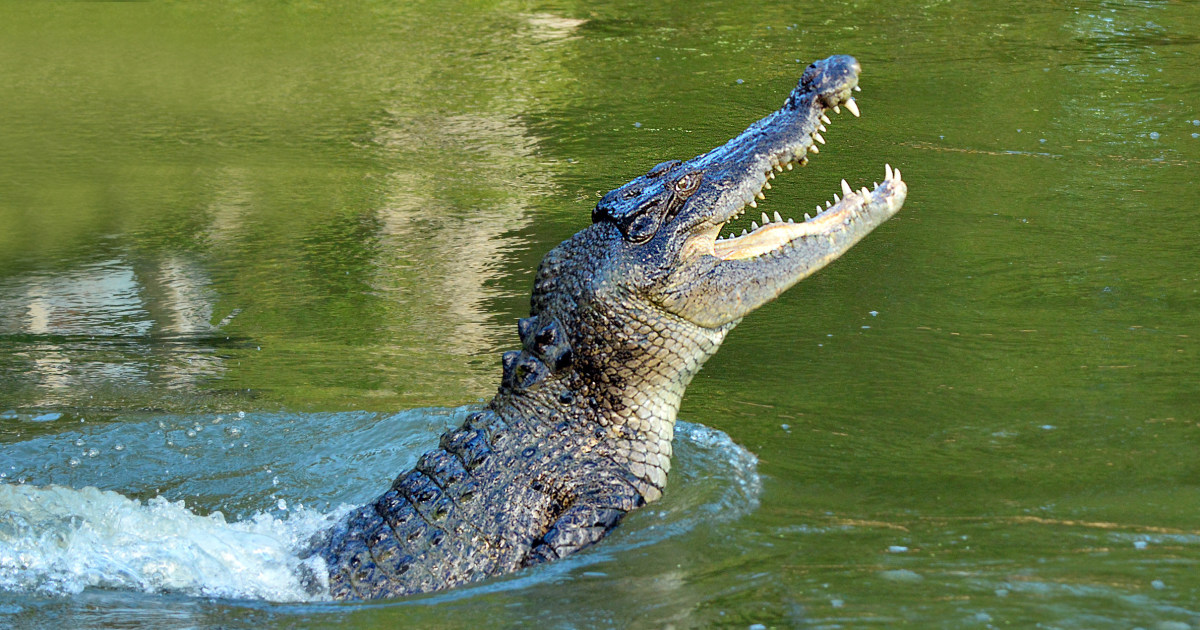 Australian man frees his head from the jaws of a crocodile after he’s attacked while snorkeling