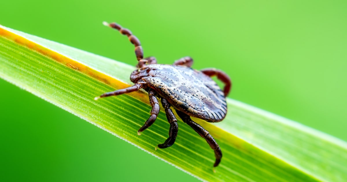 Is Covid ticking up? Viruses and other bugs could make a summer comeback