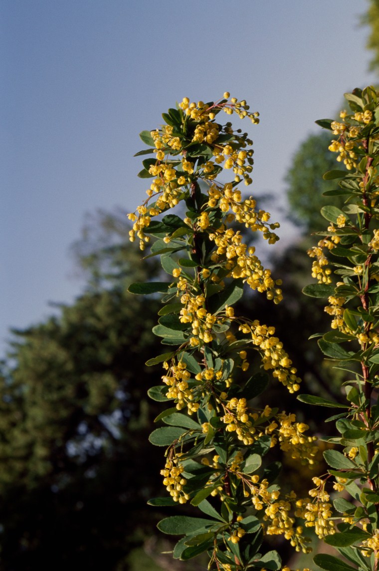 What is berberine, the supplement dubbed ‘nature’s Ozempic’ on social media?