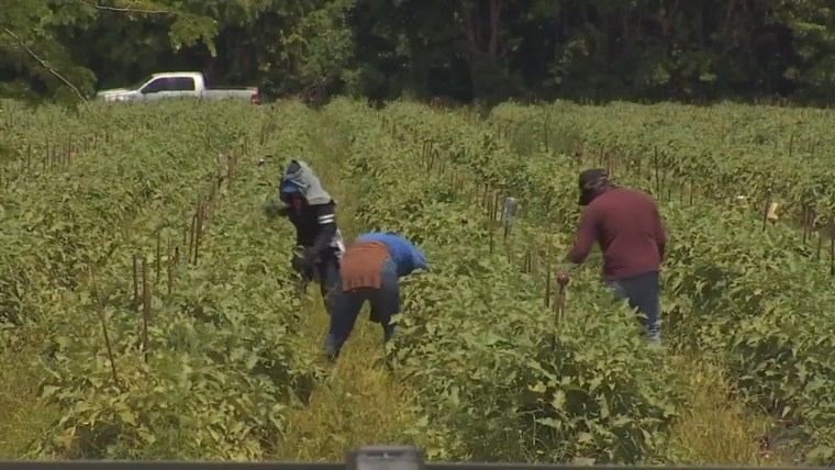 Calls for change follow Florida farmworker’s suspected heat death