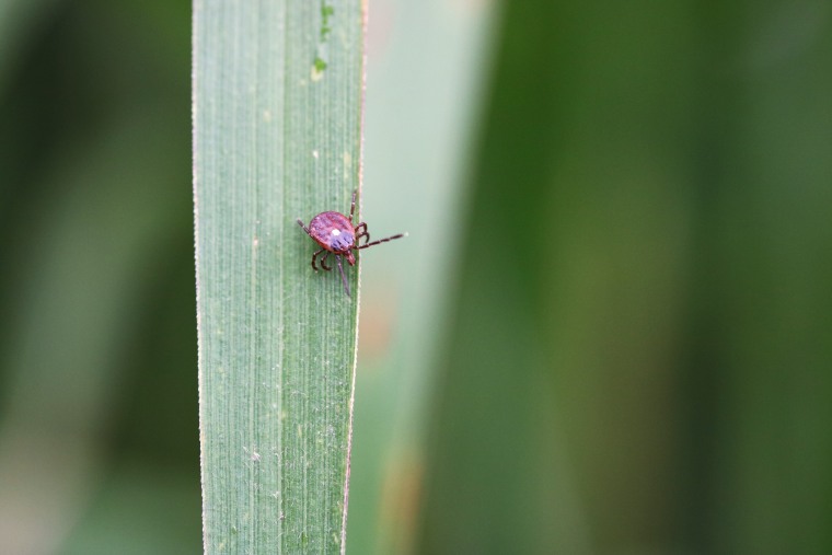 Meat allergy linked to lone star ticks is often misdiagnosed, CDC finds