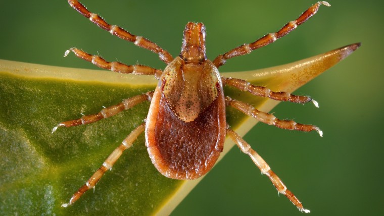 New meat allergy linked to tick bite: What you need to know