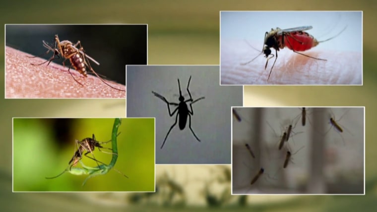 Seven locally transmitted malaria cases found in Florida and Texas