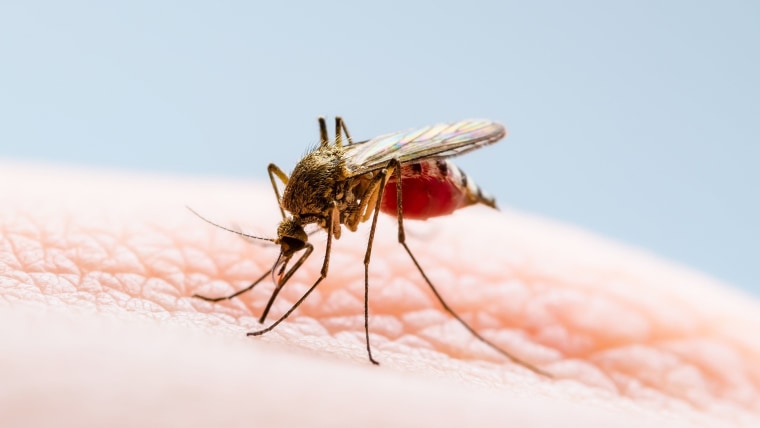 Am I a mosquito magnet? How to avoid getting bitten