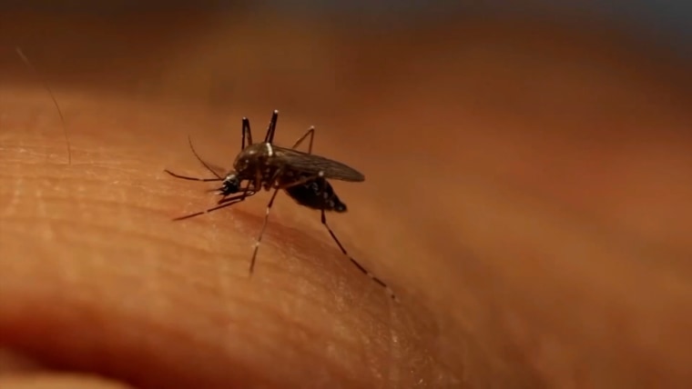 Locally acquired malaria case reported in Maryland