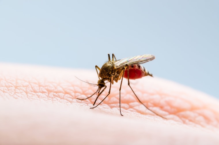 Maryland reports first locally acquired malaria case in 40 years