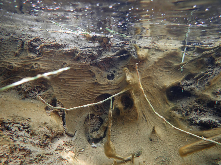 Toxic bacteria detected in several of Zion National Park’s waterways