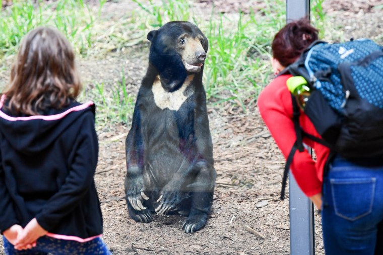 Zoo in China denies speculation that its bears are actually humans in disguise