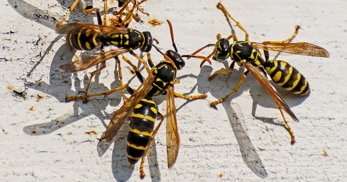 Man moving bag of potting soil dies after being stung by swarm of yellow jackets and bees