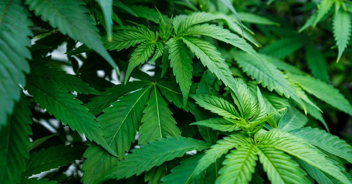 Marijuana use during pregnancy linked to low birth weight, study finds