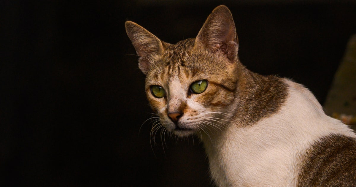 Oregon’s first case of human plague in 8 years likely came from a pet cat