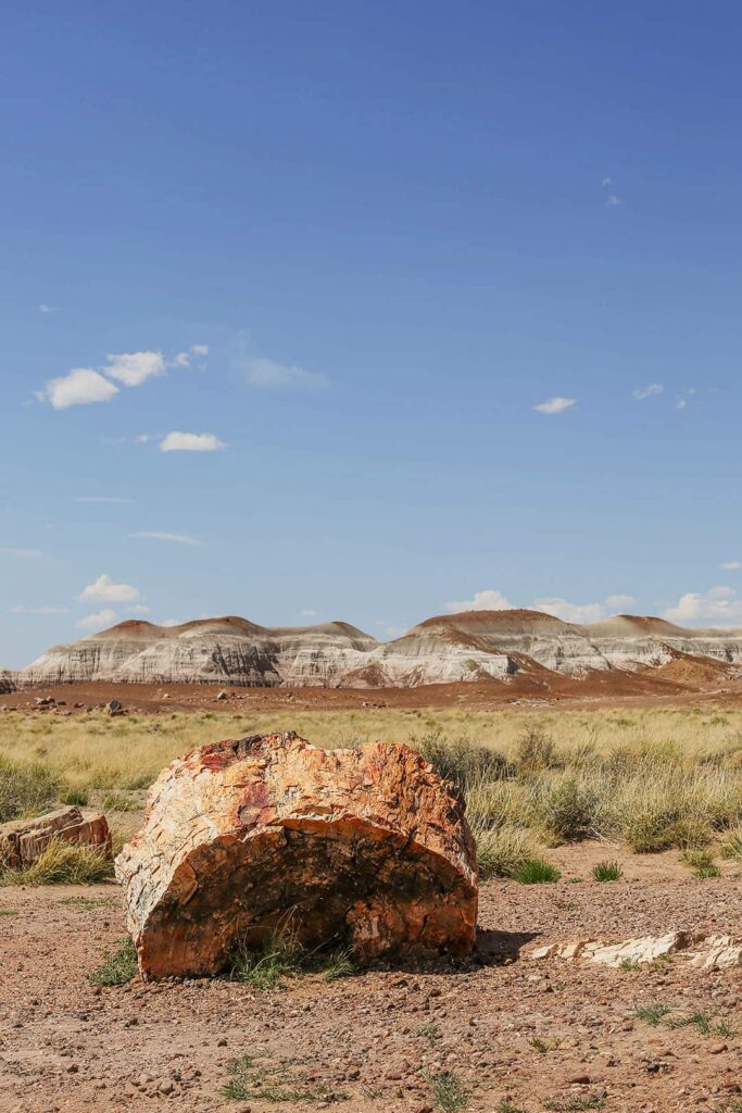 petrified forest rocks