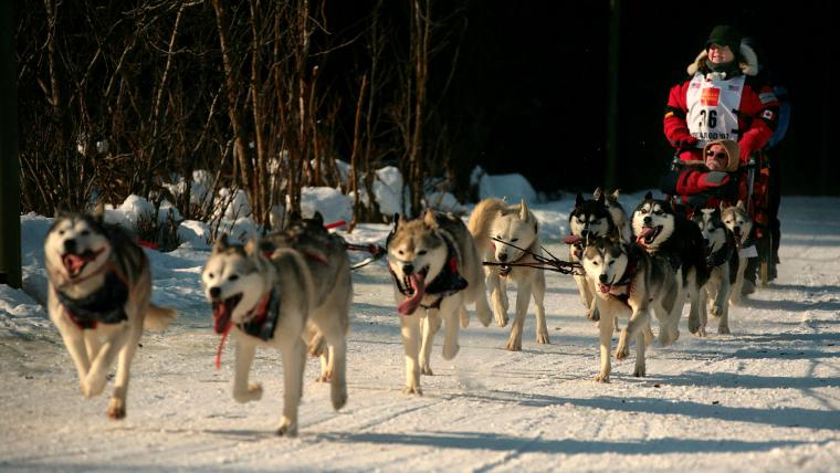 Iditarod 2024: Moose causes havoc as mushers forced to punch, shoot, & dress animal on Day 1 of sled dog race