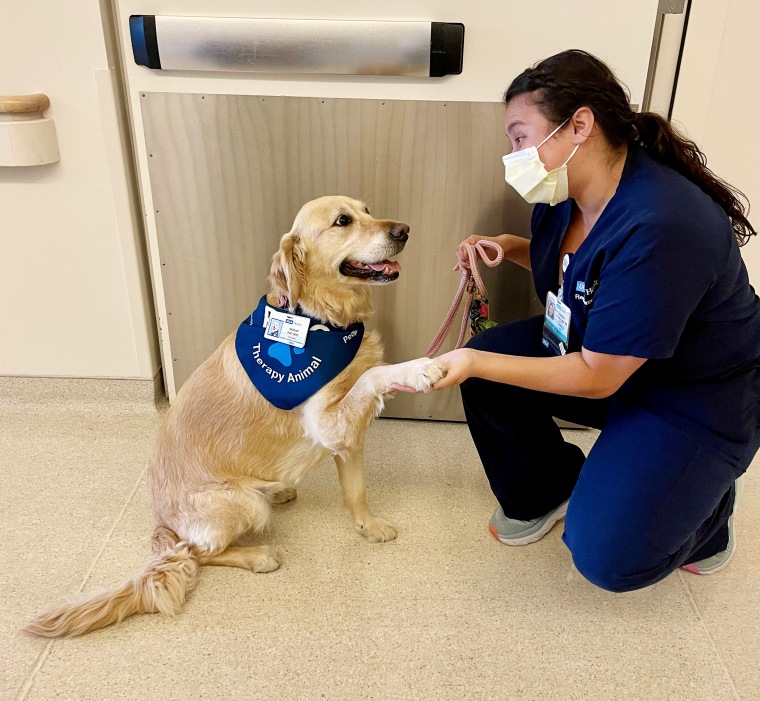 Playing with dogs helps people concentrate and relax, brain recordings show