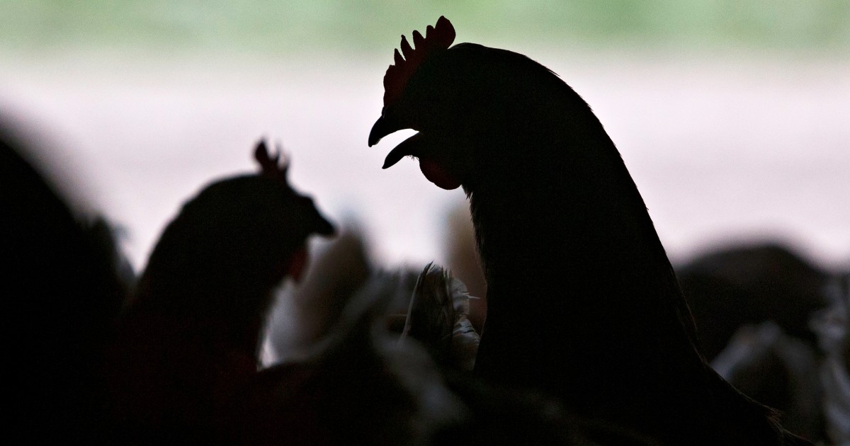 As bird flu spreads in the U.S., is it safe to eat eggs? What to know about the risk.