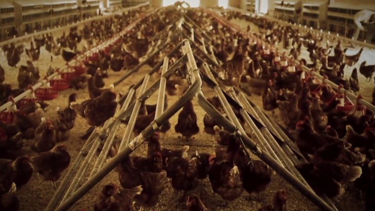 Big Texas egg producer tries to stem Avian flu spread