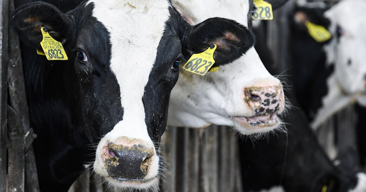 Bird flu confirmed in Texas worker who had contact with dairy cows