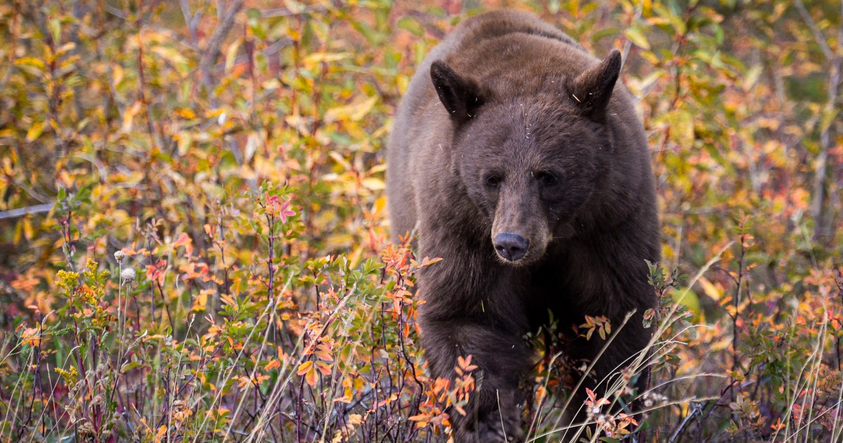 Bear meat kebabs at a family reunion lead to rare outbreak of roundworm disease