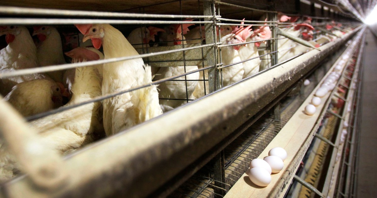 Farmers must kill 4.2 million chickens after bird flu hits Iowa egg farm