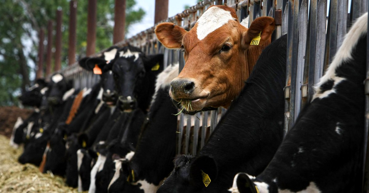 Farmers will now get paid to test their dairy cows for bird flu