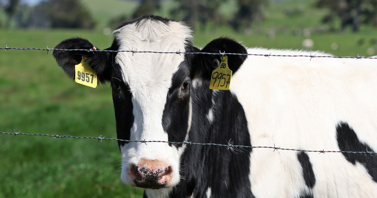 Second human case of bird flu linked to dairy cows found in Michigan