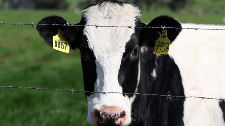 Second human case of bird flu linked to dairy cows in Michigan