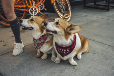 Corgi Jokes – to celebrate International Corgi Day