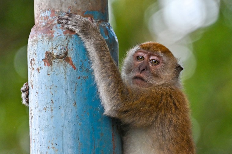 Monkey breeding facility would turn a Georgia town into a noisy, smelly ‘jungle,’ residents say