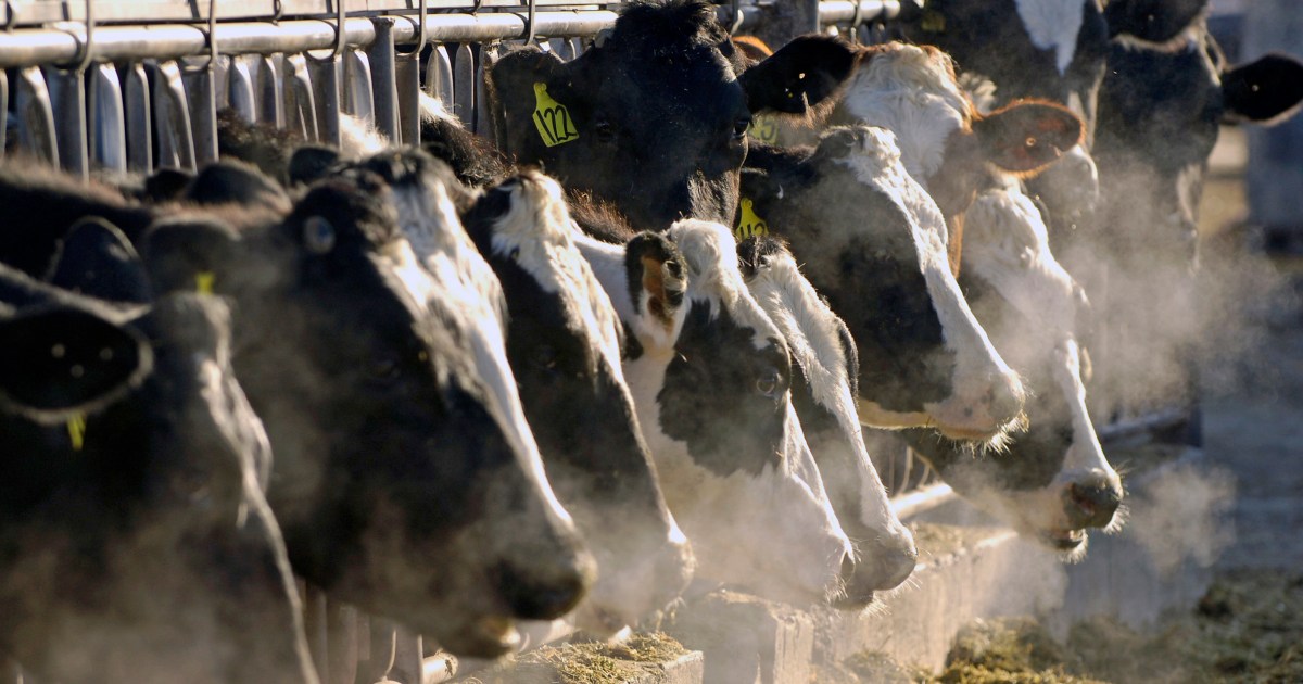 4th case of bird flu linked to dairy cows detected in Colorado