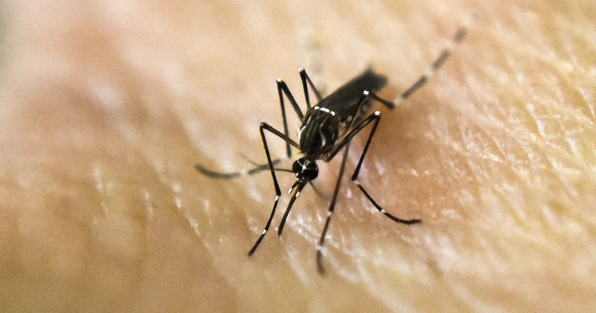 Health officials in the Florida Keys issue a local dengue fever alert