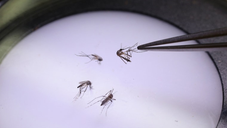 More than a third of states confirm cases of the West Nile virus