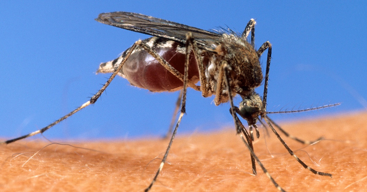 Mosquito season is here — more than a third of states have detected West Nile virus