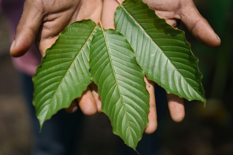 Image: Kratom Kratom leaves are displayed for a photograph in Pontianak, West Kalimantan, Indonesia, on Saturday, May 5, 2018. Kratom, a coffee-like evergreen that Southeast Asian farmers have long chewed to relieve pain, is one of the hottest local commodities thanks to the opioid epidemic in the U.S.