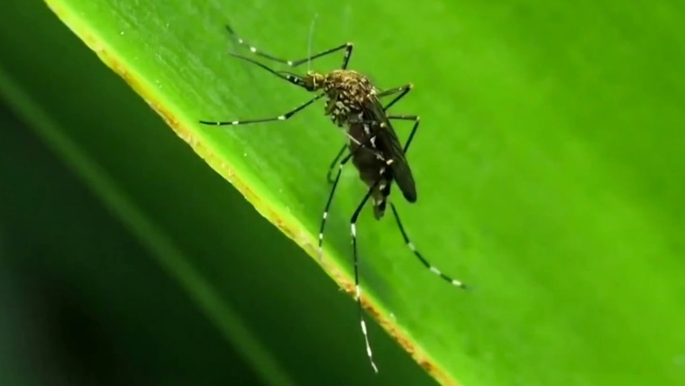 Health officials warn of rise in two viruses spread by mosquitoes