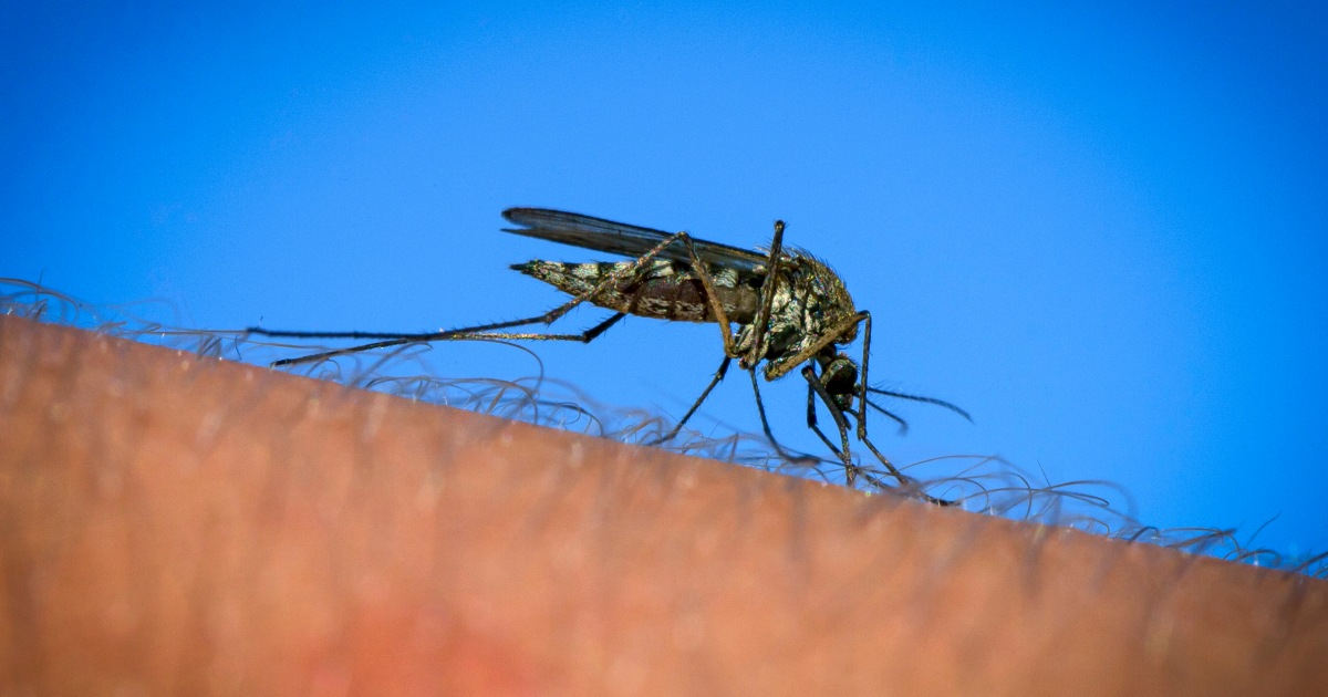 New Hampshire resident dies from EEE, a rare mosquito-borne virus