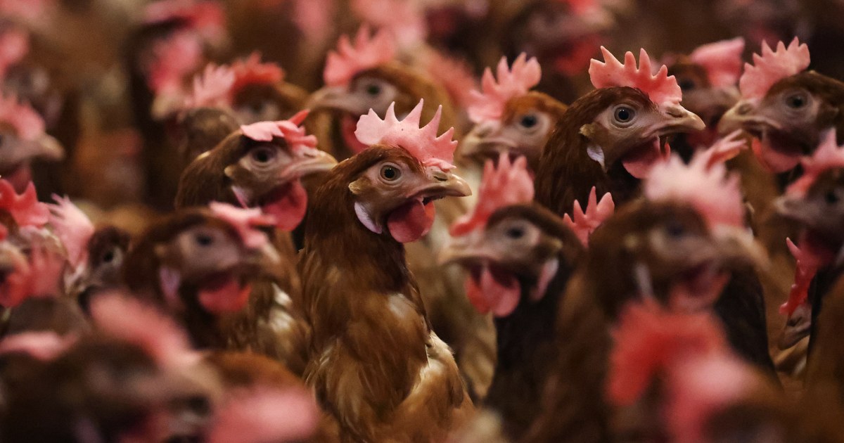 CDC says no ‘clear source’ of bird flu infection in Missouri patient