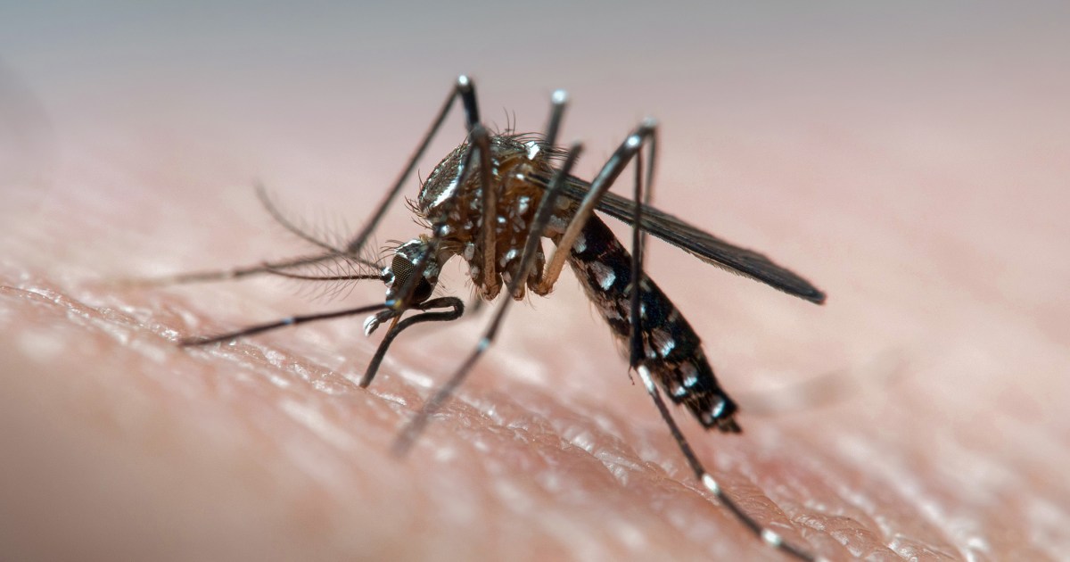 The bite is on: What to know about the viruses mosquitoes are spreading