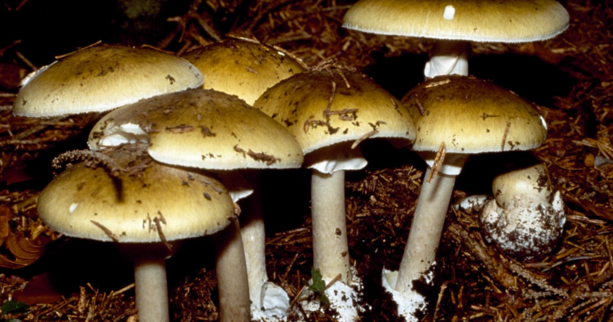 11 hospitalized in Pennsylvania after eating wild mushrooms