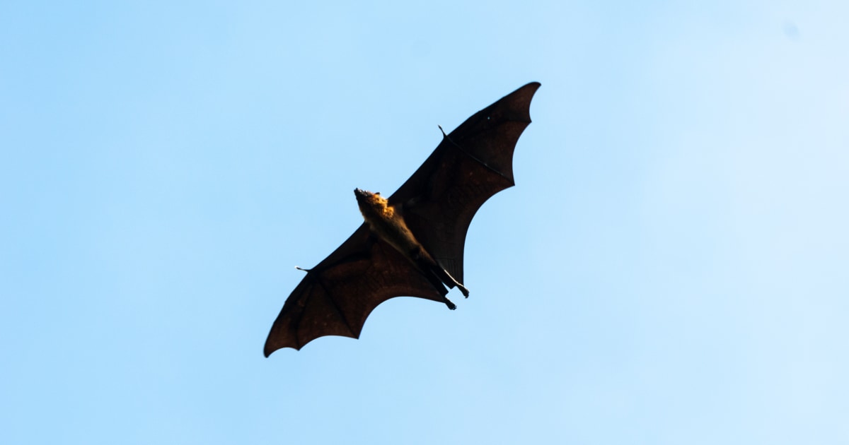 Chicago concertgoers may have been exposed to potentially rabid bats, health officials say