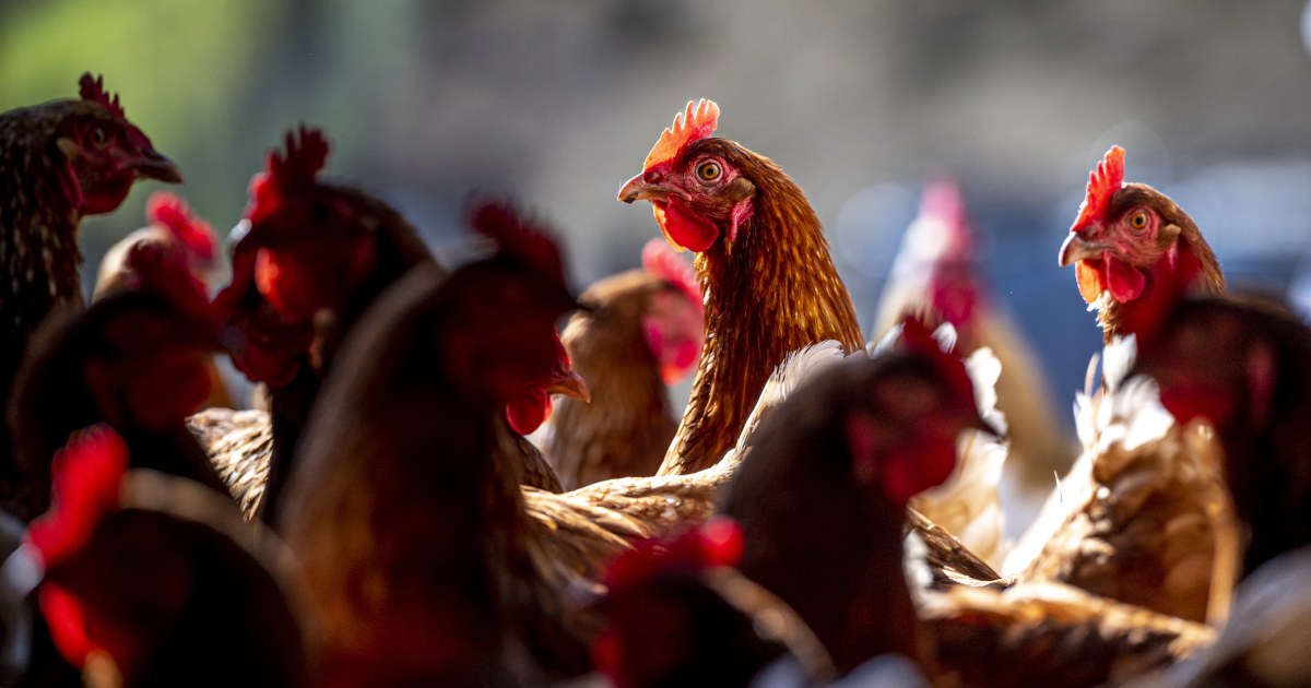 Is bird flu spreading in people? Without blood test results, officials can’t say