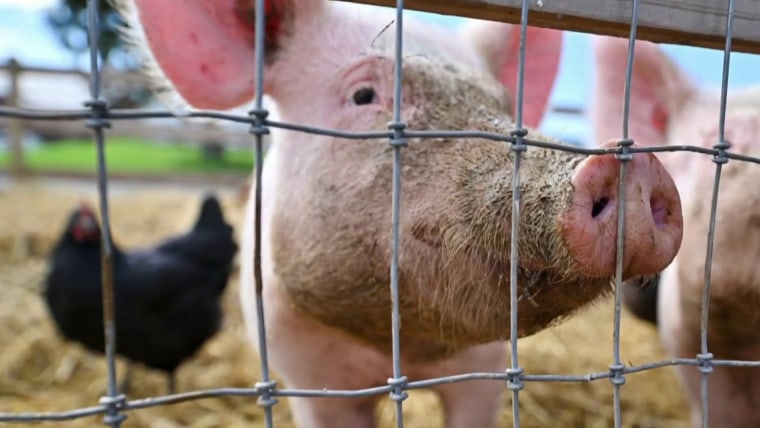 Bird flu found in a pig in the U.S. for the first time